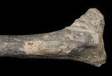 Dryosaurus Tibia - Bone Cabin Quarry, Wyoming #14726-4